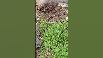 Mahadev status mahakal status bholenath status #shiv #snake #mahadev #shorts #ytshorts #kingcobra