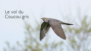 Le vol du Coucou gris au ralenti - Flying Common Cuckoo in slow motion GH5 180fps