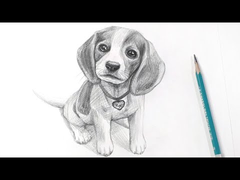Video: How To Draw A Puppy With A Pencil