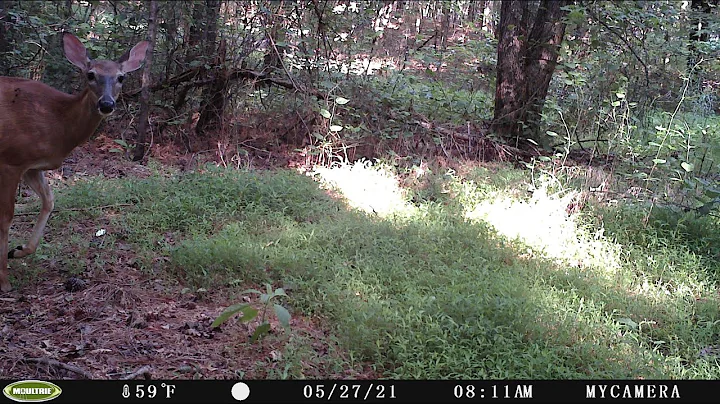 Trail Cam Collage - May & June 2021