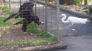 Eagle attacks bird at Featherdale Wildlife Park, Sydney, Australia