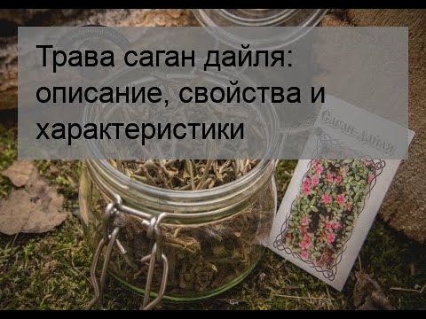 Трава саган дайля: описание, свойства и характеристики