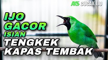 CUCAK IJO GACOR ISIAN TENGKEK UDANG VS KAPAS TEMBAK COCOK BUAT PANCINGAN LAWAN AGAR CEPAT JAMTROK