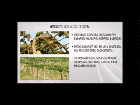 კივის ნერგების მოვლა #19