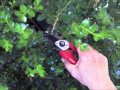 Making Good Pruning Cuts: Types of Pruning Cuts