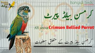 Crimson Bellied Conure information in Urdu and Hindi | Conure cage setup | کرمسن بیلڈ کانیور