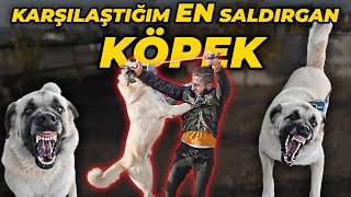 Mücadele Etti̇ği̇m En Saldirgan Köpek Köpek, Beni Sürekli Boğmaya Çalıştı