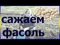 Как сажать фасоль. Выращивание уход посадка фасоль.