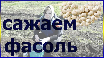 Как сажать фасоль. Выращивание уход посадка фасоль.