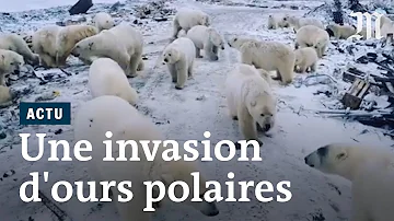 Qu'est-ce que mange un ours polaire ?