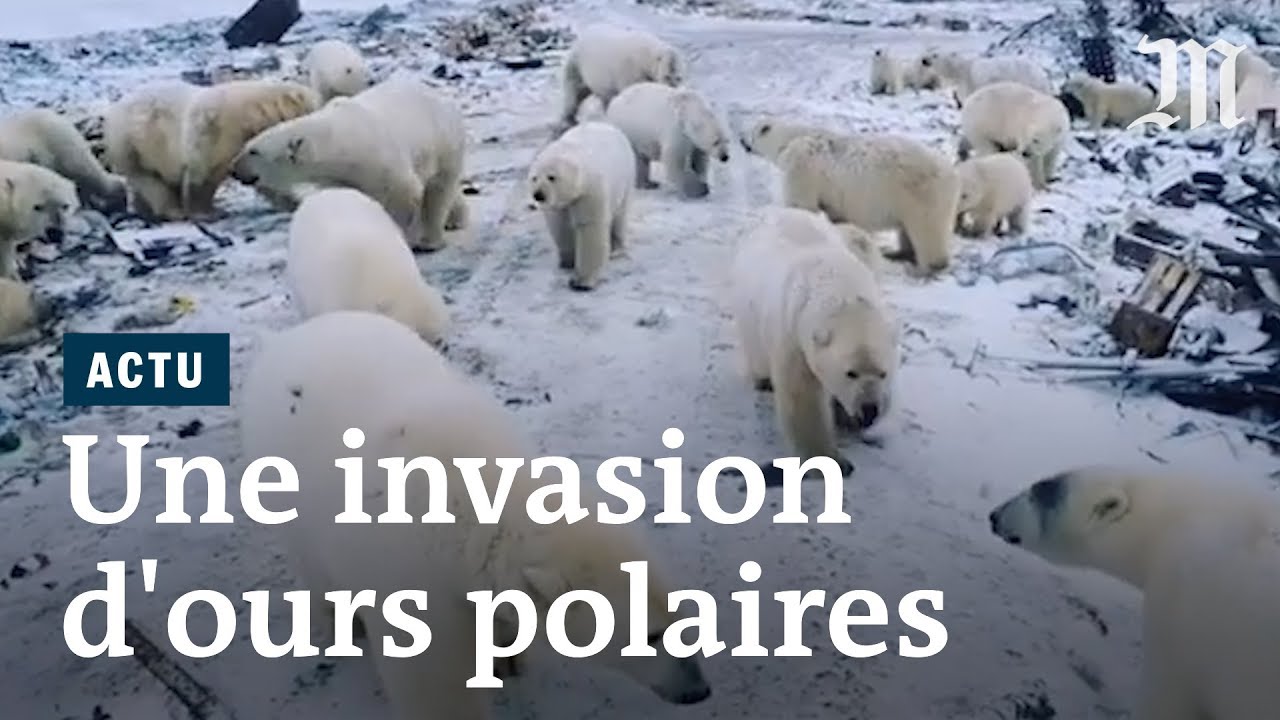 Des ours polaires « envahissent » des villes pour se nourrir - YouTube