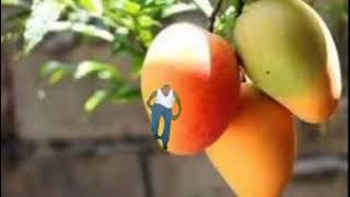 CALA BOCA ZÉ DA MANGA 🤣 (CJ REBAIXADO)