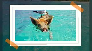 Download Lagu Burna Boy -  For my Hand caribbean version ( FH DJ Extended Edit ) MP3 Download Lagu Burna Boy -  For my Hand caribbean version ( FH DJ Extended Edit ) MP3