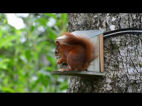 Beautiful Squirrel Eating