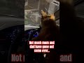5th gear 🚗🐶 #trending #viral #shortsvideo #shorts #dog #drive #couple #funny #rider #fun