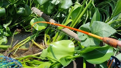 cá tra khủng núp trong đám lục bình . duoc nguyen vlogs