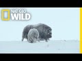 For Musk Ox in Siberia, It's a Cold Life | Wild Russia