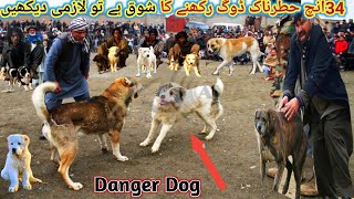 Turkish kangal and Afghani kochi dogs  Setup | Alabai, Bakarwal dog, kohati gultair | Pk Animals