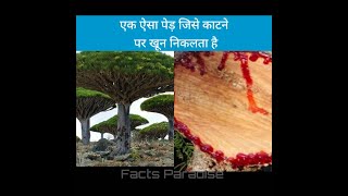 Dragon Blood Tree |  एक ऐसा पेड़ जिसे काटने पर खून निकलता है ?? | Facts Paradise | shorts
