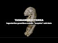 Tasmaniako tigrea berpiztu nahi dute ingeniaritza genetikoa erabiliz