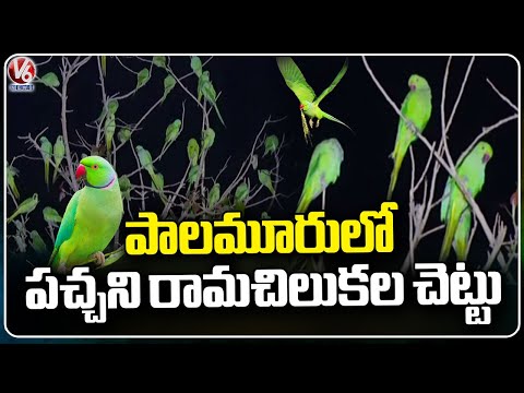 Hundreds Of Parrots Gathered At Same Tree Everyday |  Mahabubnagar |  V6 News - V6NEWSTELUGU