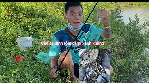 Câu cá dính tôm càng xanh khủng