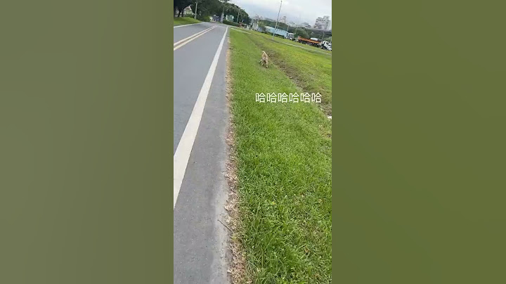 前面有一隻超可愛的狗勾