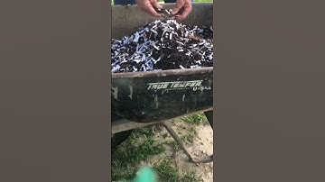 How Making Worm Food Helps Save the Environment. #shorts #vermicompost @PawpawSammyAlyBug