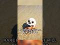 Rare Photos You Ve Probably Never Seen Before Shorts Rare Photos You Ve Probably Never Seen Before Shorts