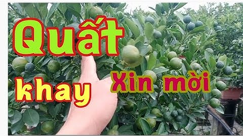 tham khảo giá quất khay, quất chum quất tết 2022