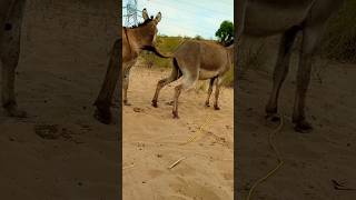 #Animals#Donkeys#viralvideo