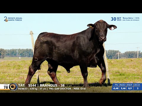 LOTE 78 TAT S544 BRANGUS Est  Madrinha