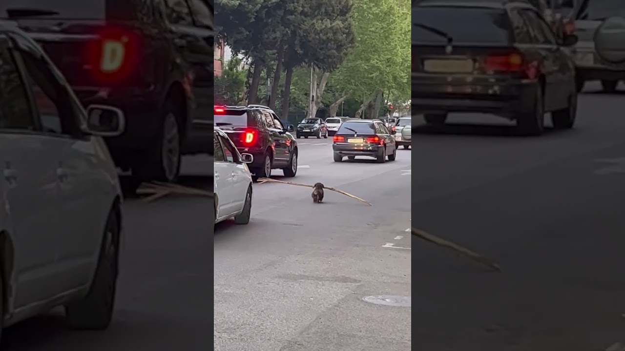 Dog Runs Through Traffic with Stick in Mouth