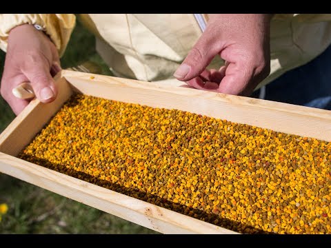 Podnica kosog leta i sakupljač peluda 2 - Simple pollen collector in bottom board (Part 2)