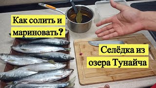 Как я готовлю селедку из озера Тунайча. Пряный посол и горчичный соус