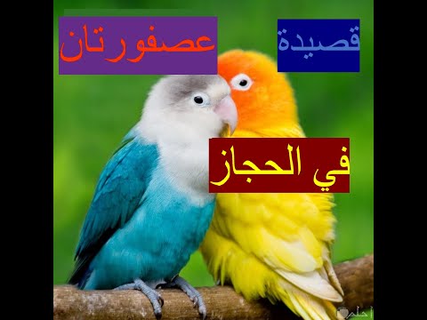 العصفورتان و الوطن ديوان شوقي للأطفال عصفورتان في الحجاز الشعر المغنى