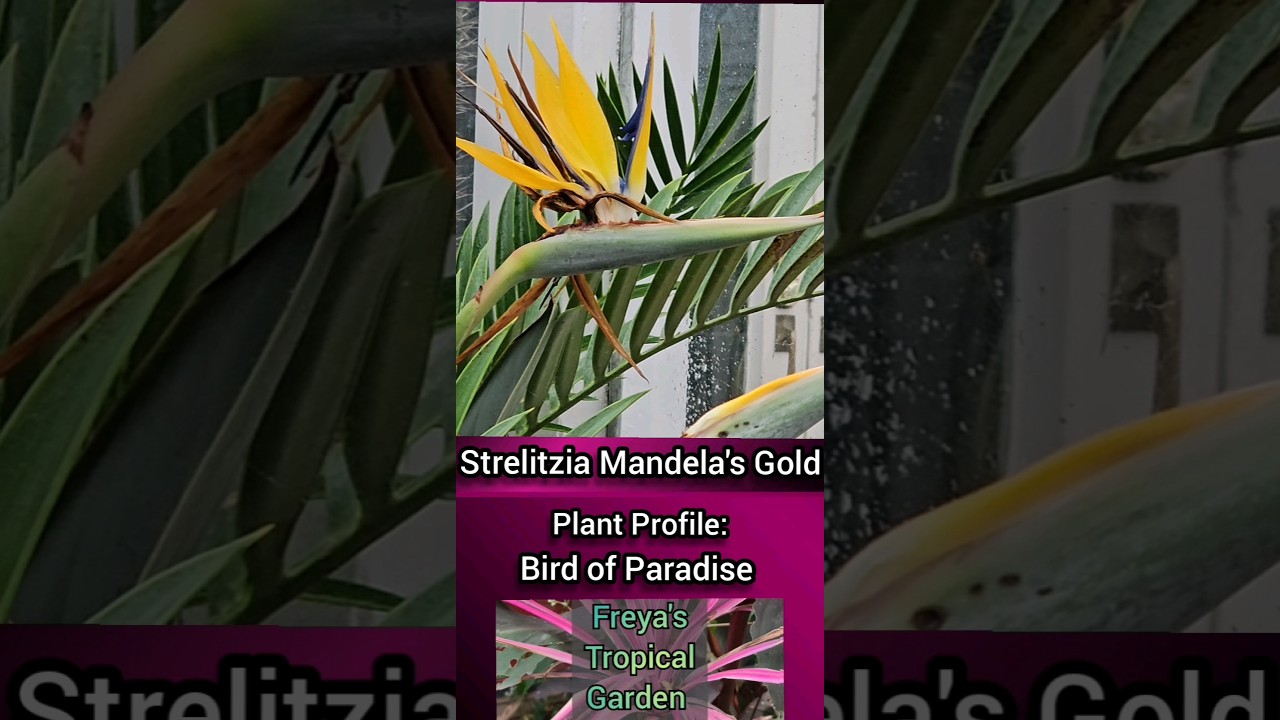 Plant Profile: Strelitzia (Bird of Paradise) - YouTube