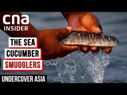 Sea Cucumber: The Asian Delicacy Feeding A Deep, Dark Trade | Undercover Asia | CNA Documentary