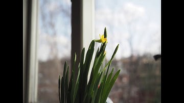 Daffodil opening (4K Timelapse)