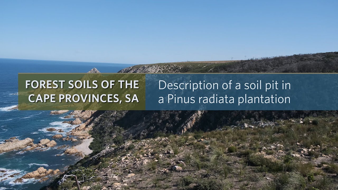 Description of a soil pit in a Pinus radiata plantation YouTube