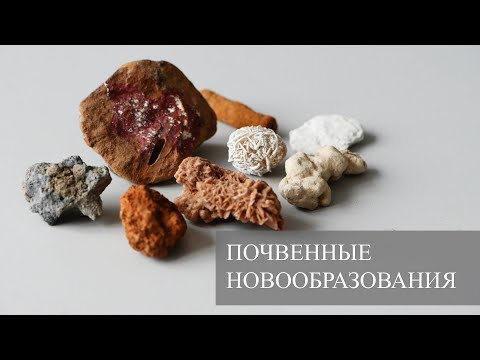 Морфология почв. Новообразования и включения.