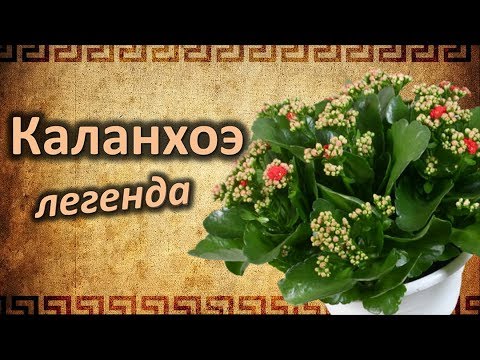 Легенда о Каланхоэ!