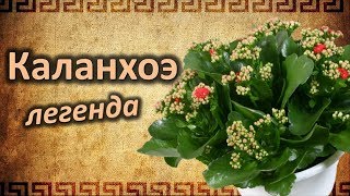 Легенда о Каланхоэ! Легенда о Каланхоэ!