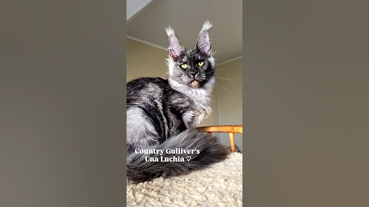 Video 11638601: coon mainecoon kitten cat, mainecoon cat kitten pets, mainecoon kitten cute pets, maine coon cattery, maine coon girl