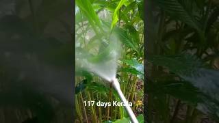 my meni vlog 117 days Kerala 🌾 #vlog #youtubeshorts #shortvideos #kerala