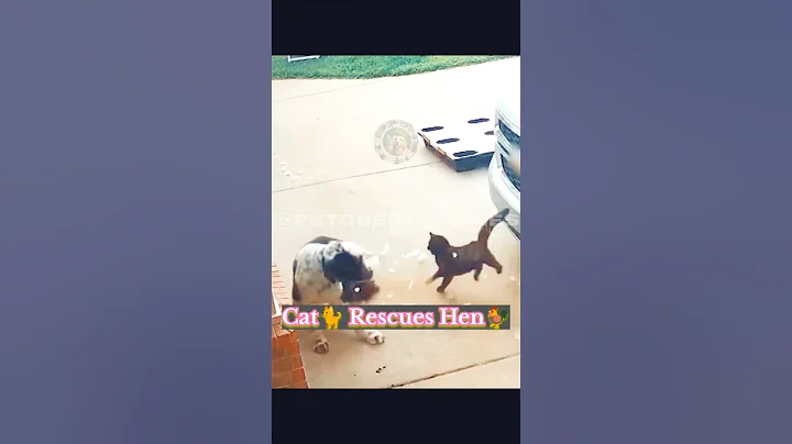 What Happens When a 🐈CAT Rescues a 🐓Hen | #shorts