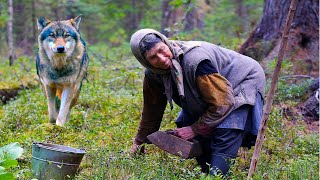 Голодный волк подкрался к женщине собирающей ягоду. Но неожиданно спас ее от смерти!