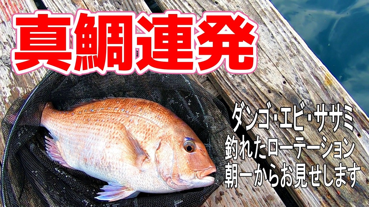 【海上釣り堀正徳丸】秒でアタリがくる？ミャク釣りで真鯛を連発したモーニング時のエサローテーションがコレです！