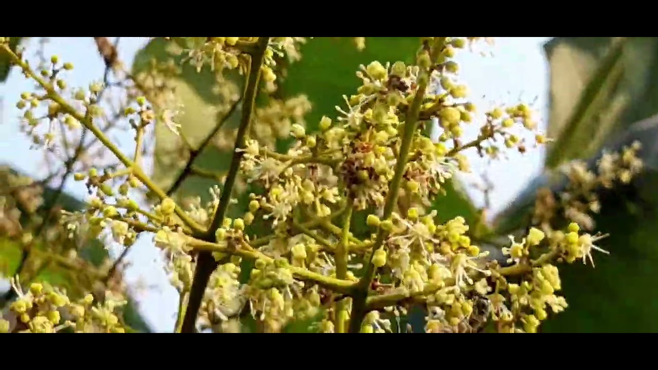 Bees are playing Bee's play on litchi tree YouTube
