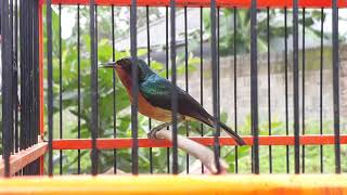 Kolibri Muncang Cocok Untuk Masteran Burung Jagoan